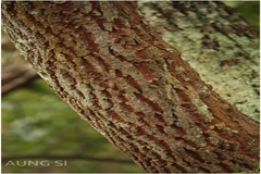 Trichilia connaroides